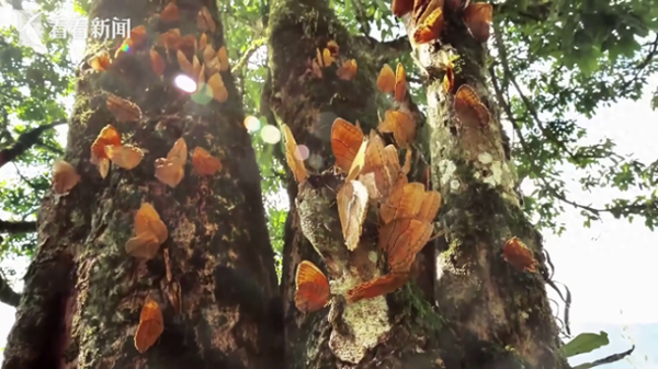 雅休配资 又见自然奇观！云南金平将迎来“蝴蝶大爆发”