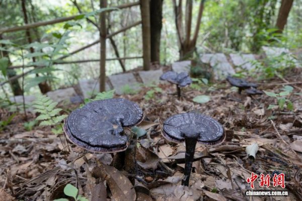 互盈策略 江西崇仁乡友返乡创业 迈出“点绿成金”致富路