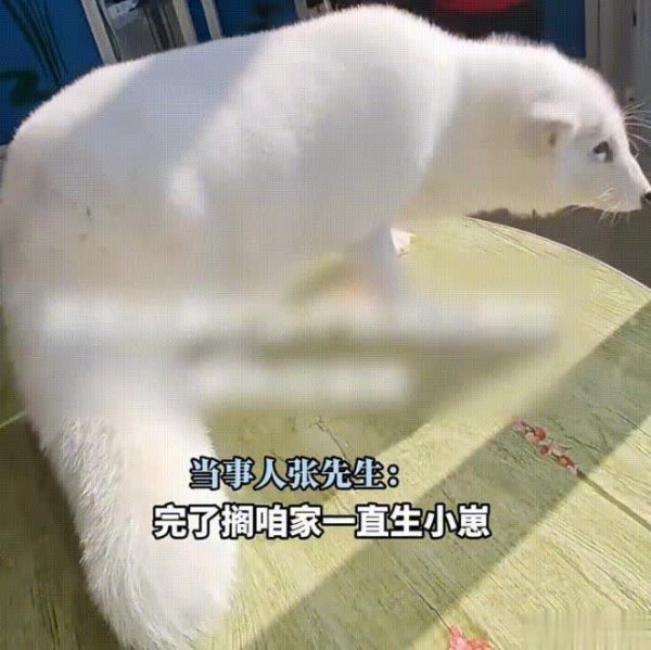 美牛股 男子在10年前救助2只白狐，如今已繁衍5代！收获一群“狐保镖”